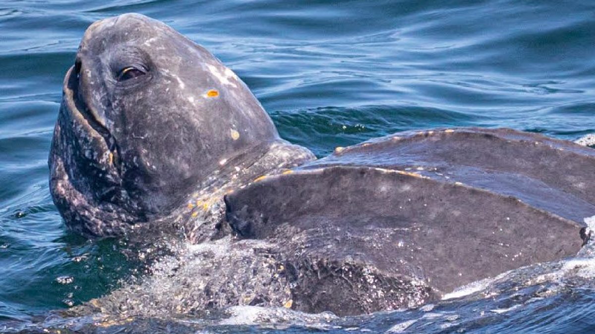 an animal swimming in the water