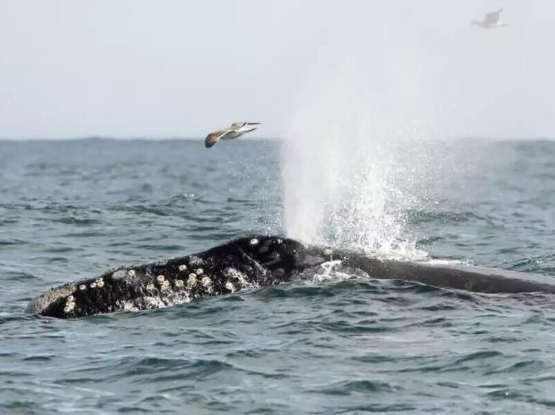 a whale jumping out of the water