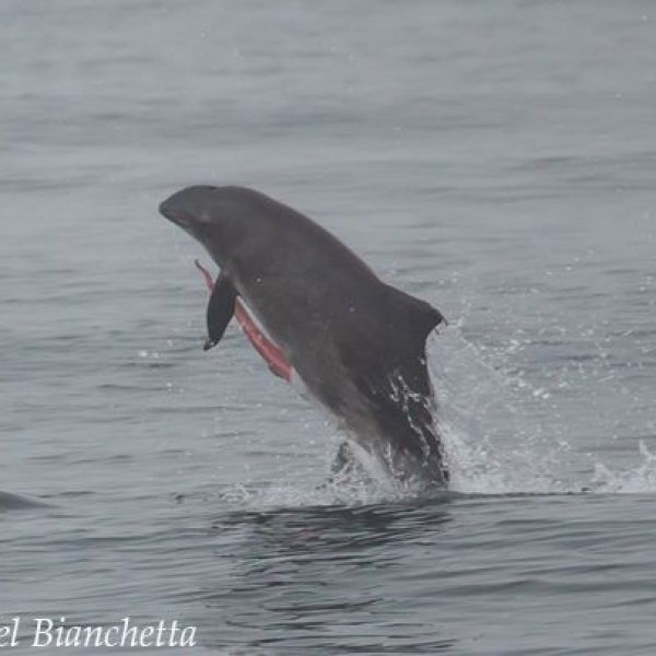 a dog catching a wave in the ocean