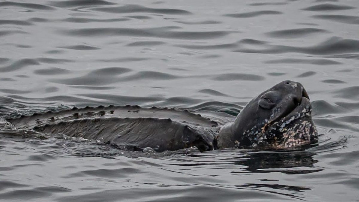 a bird swimming in water next to a body of water