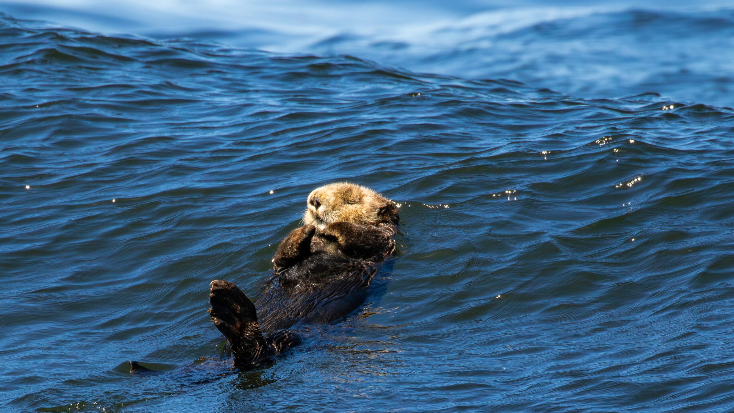 a brown bear swimming in the water