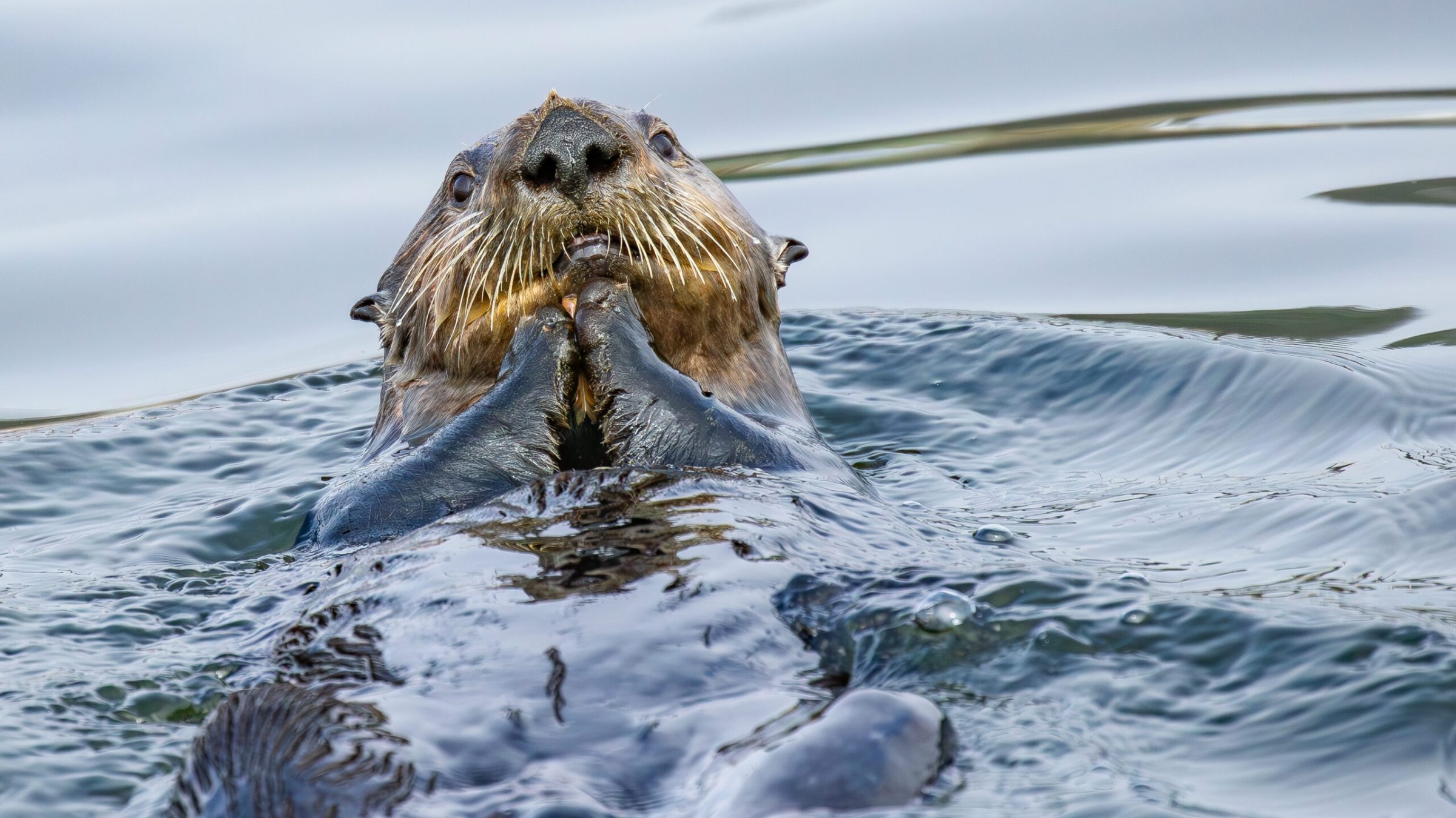 a brown bear swimming in a body of water