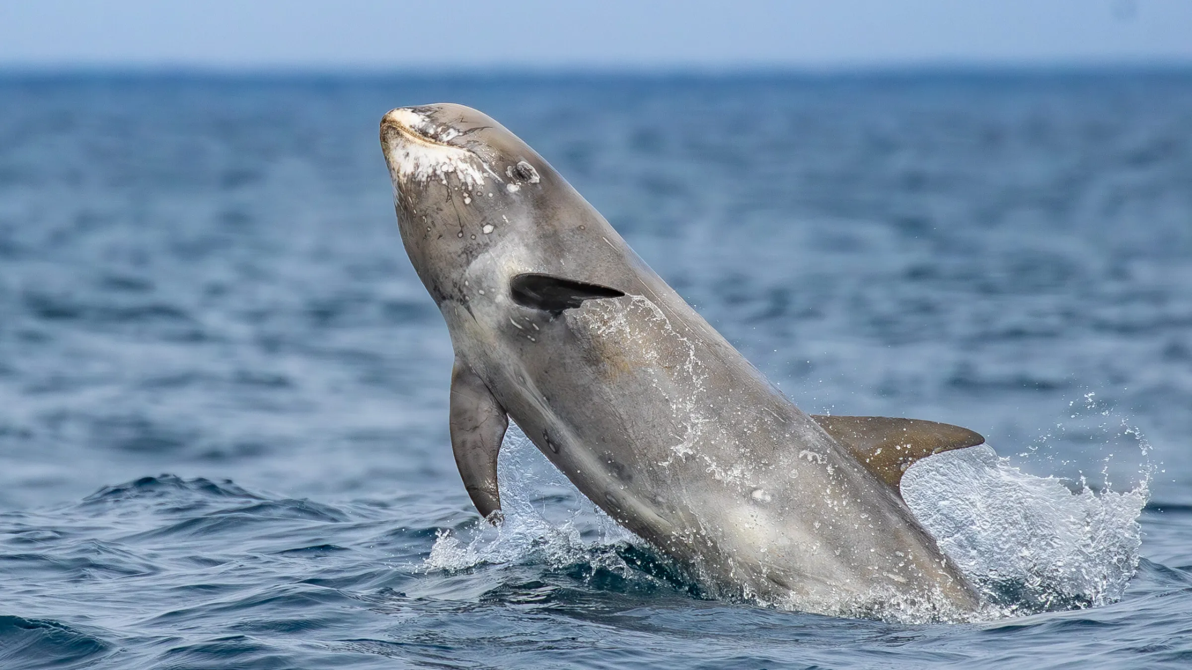 a bird flying over a body of water