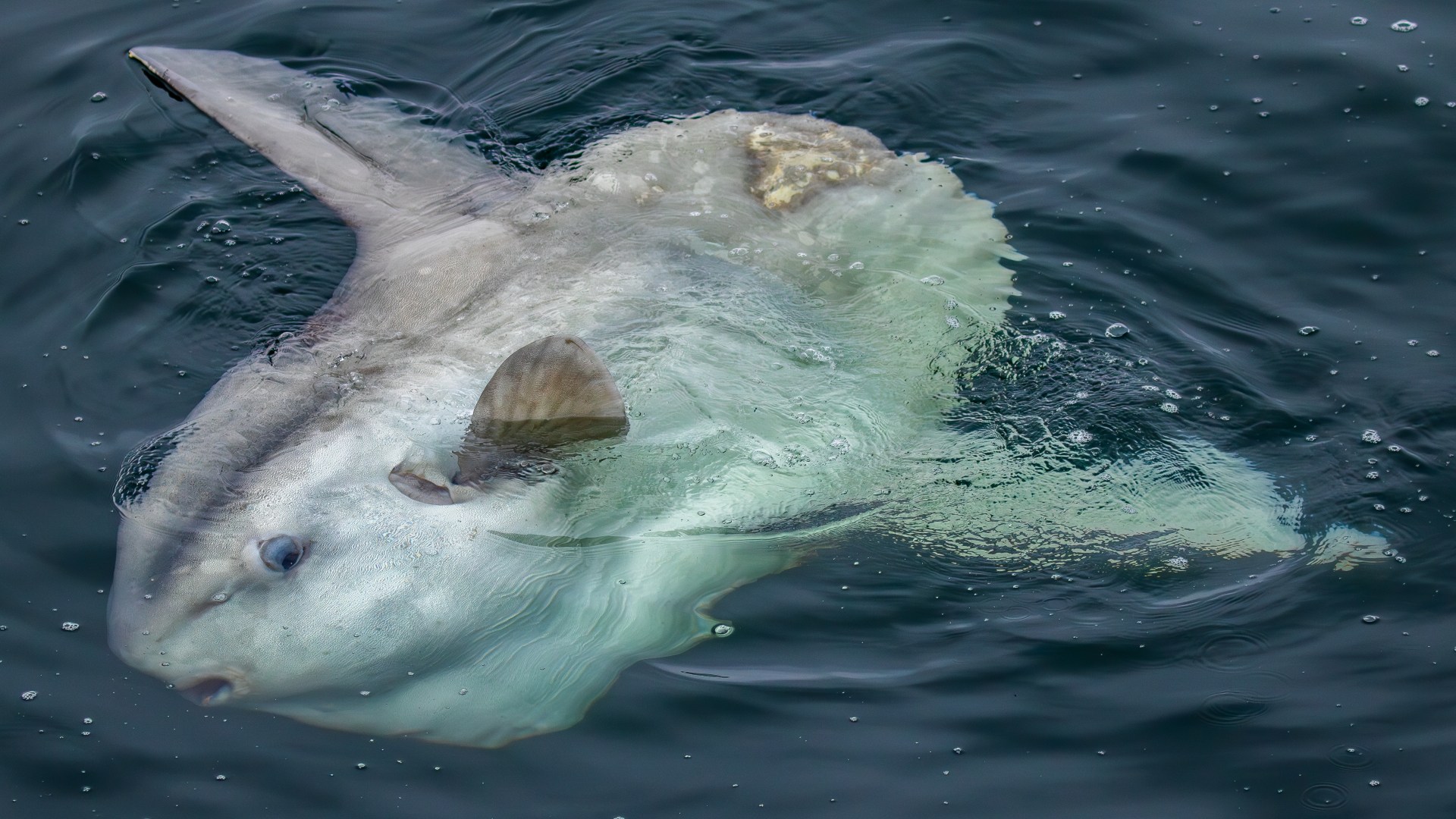 a fish swimming under water