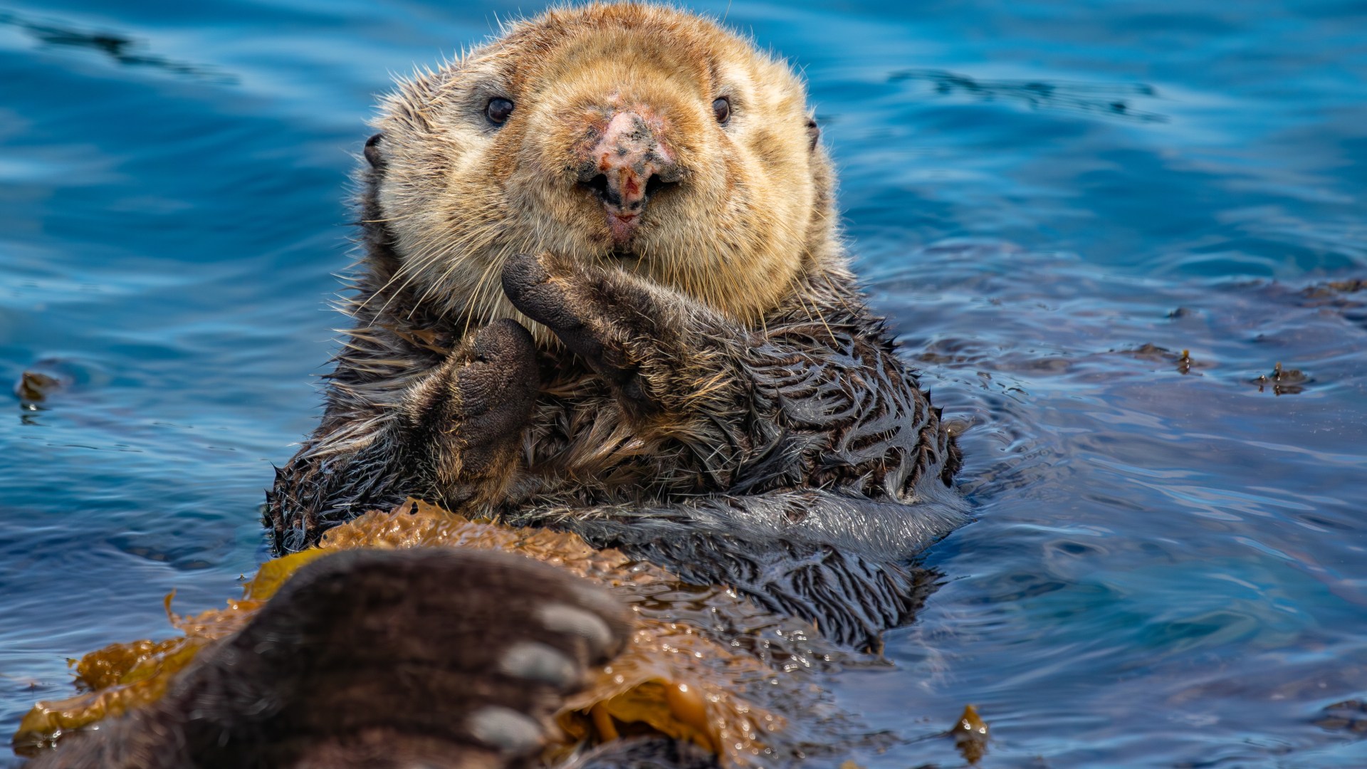a brown bear swimming in a body of water