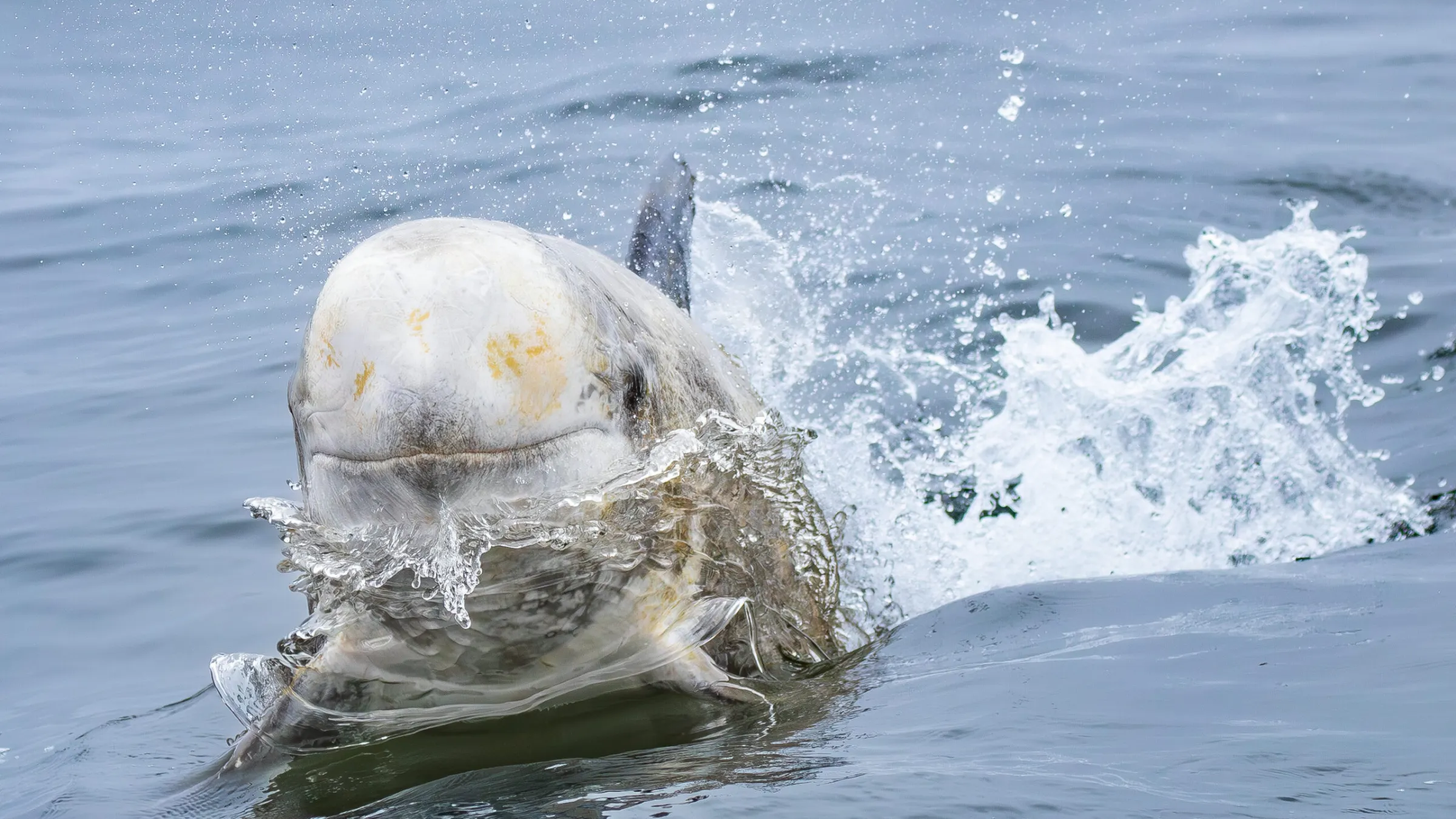 a person riding a wave on top of a body of water