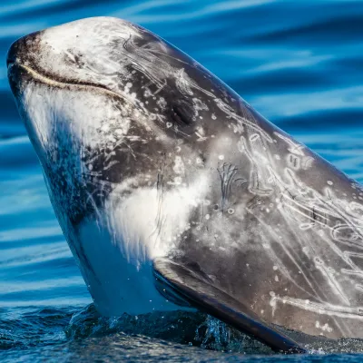 a bird swimming in water