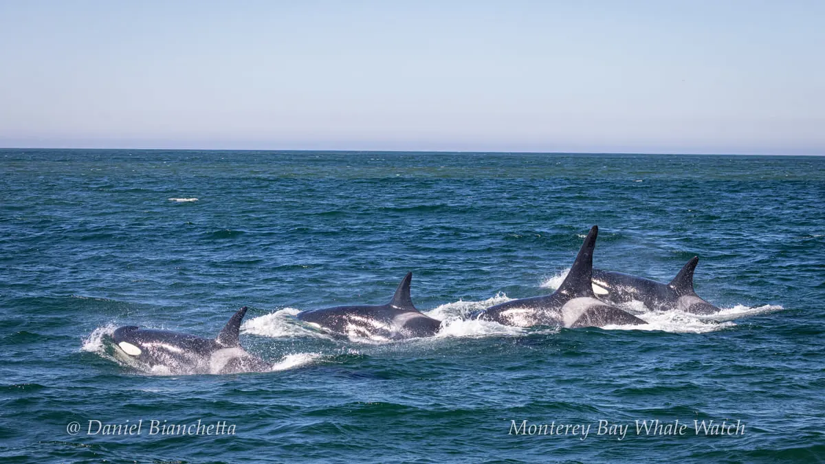 a whale jumping out of the water