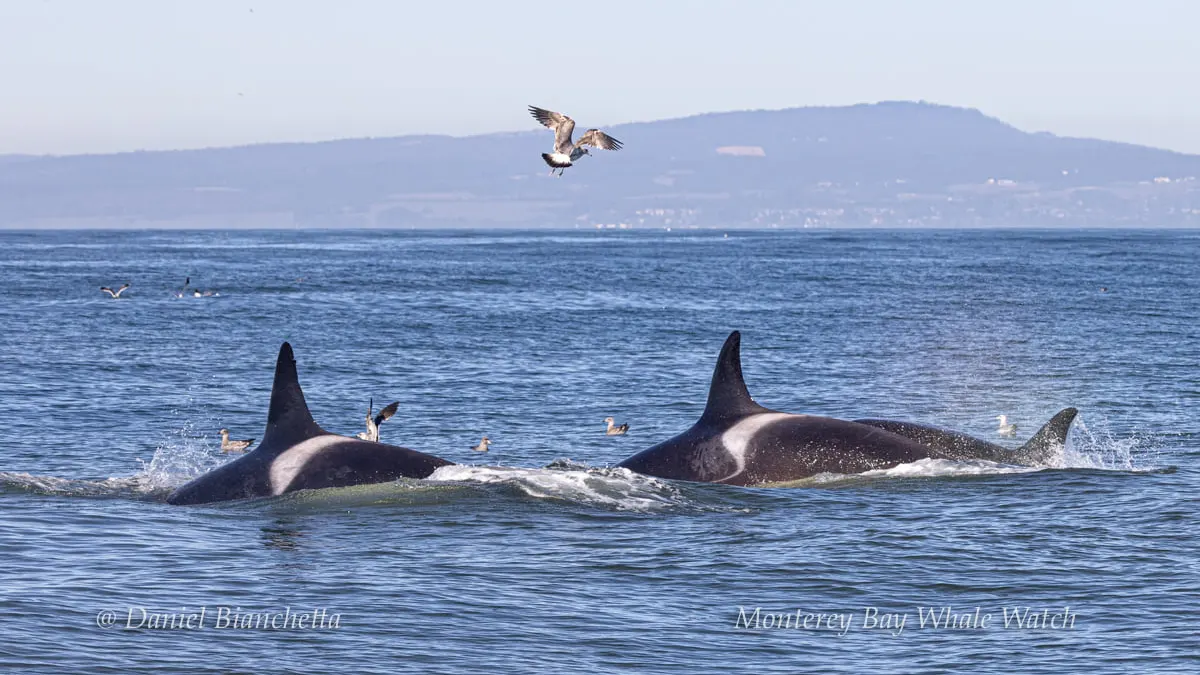 a whale on a lake next to a body of water
