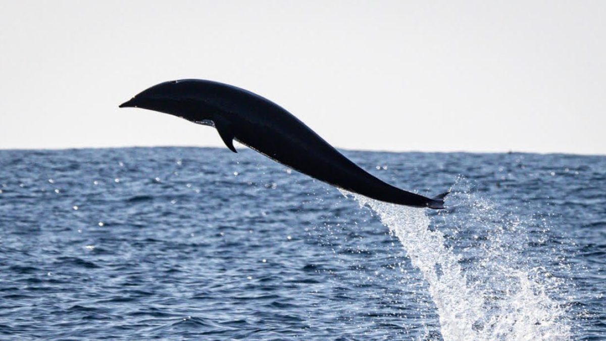 a whale jumping out of the water