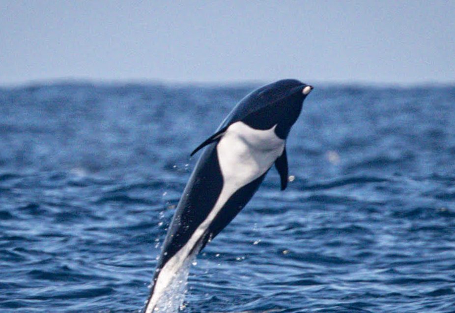 Northern Right Whale Dolphin | Monterey Bay Whale Watch