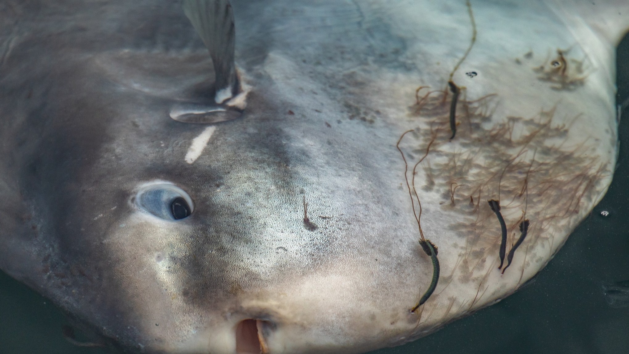 a close up of a fish