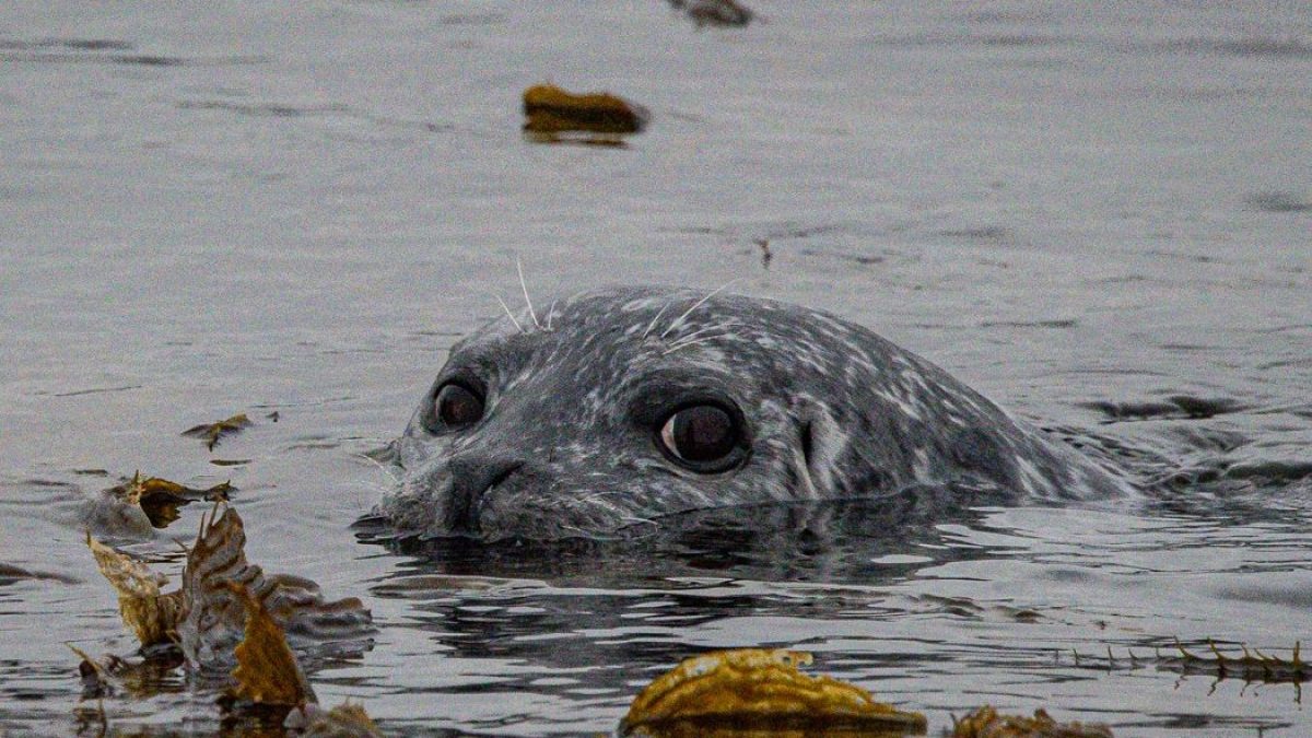 a bird swimming in water