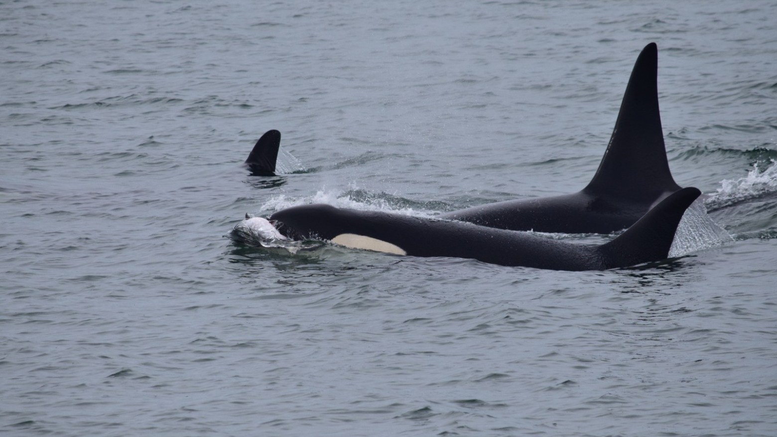 an animal swimming in the water