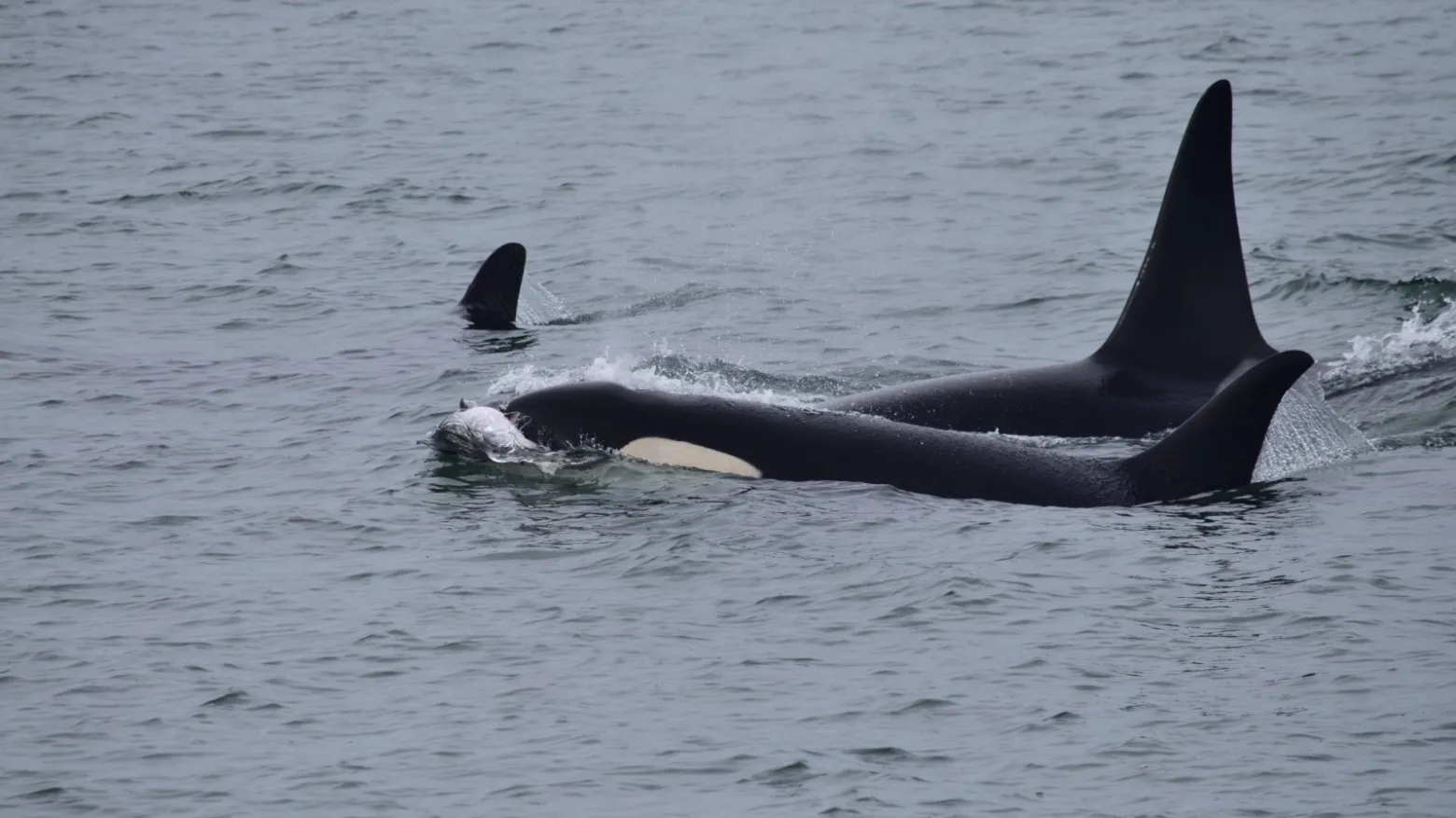 an animal swimming in the water