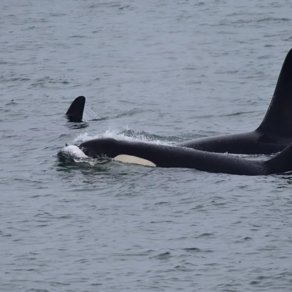 an animal swimming in the water