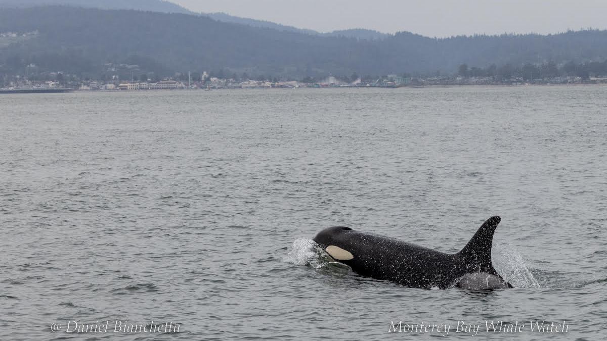 a dog swimming in a body of water
