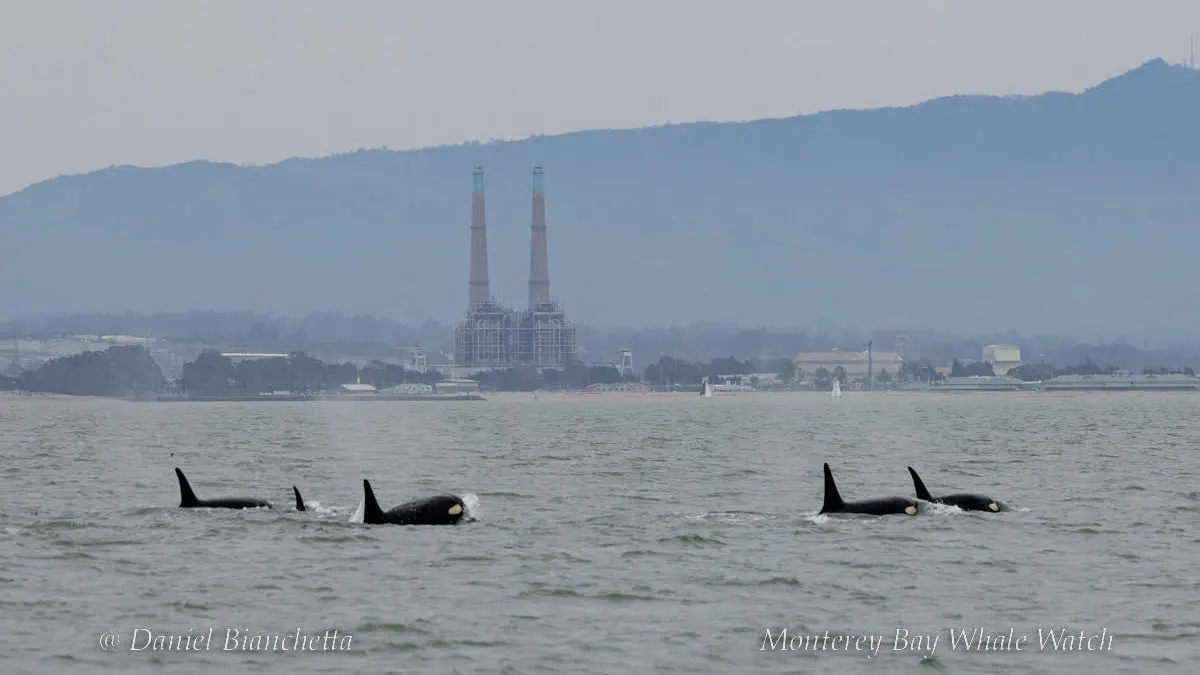 a flock of seagulls flying over a body of water