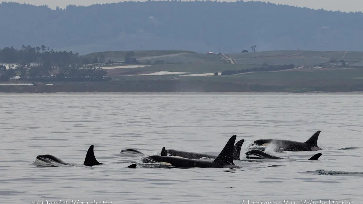 a group of people swimming in a body of water