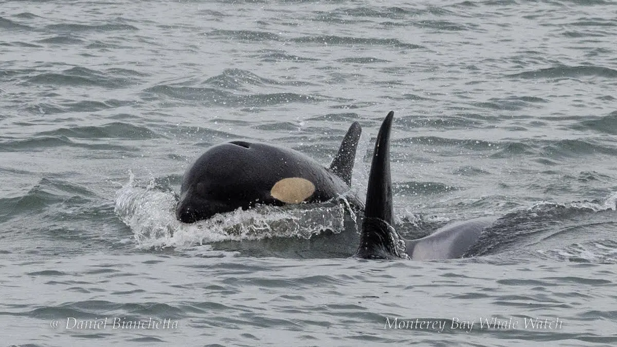 a whale swimming under water