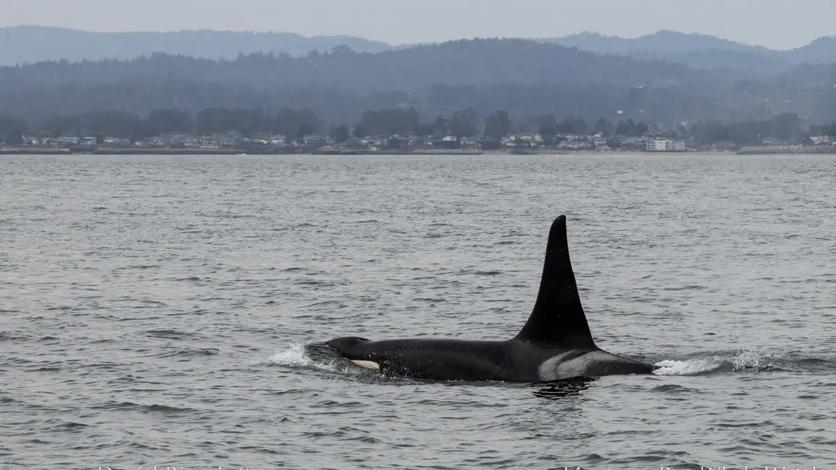 a boat on a body of water