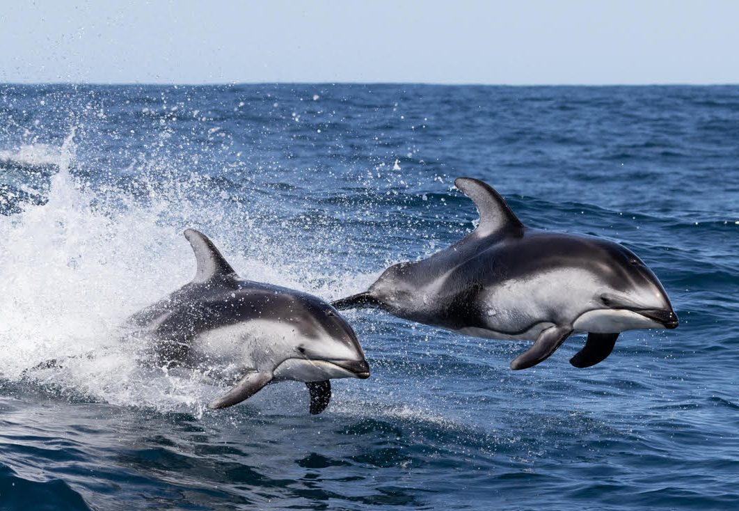 Pacific White-Sided Dolphin | Monterey Bay Whale Watch