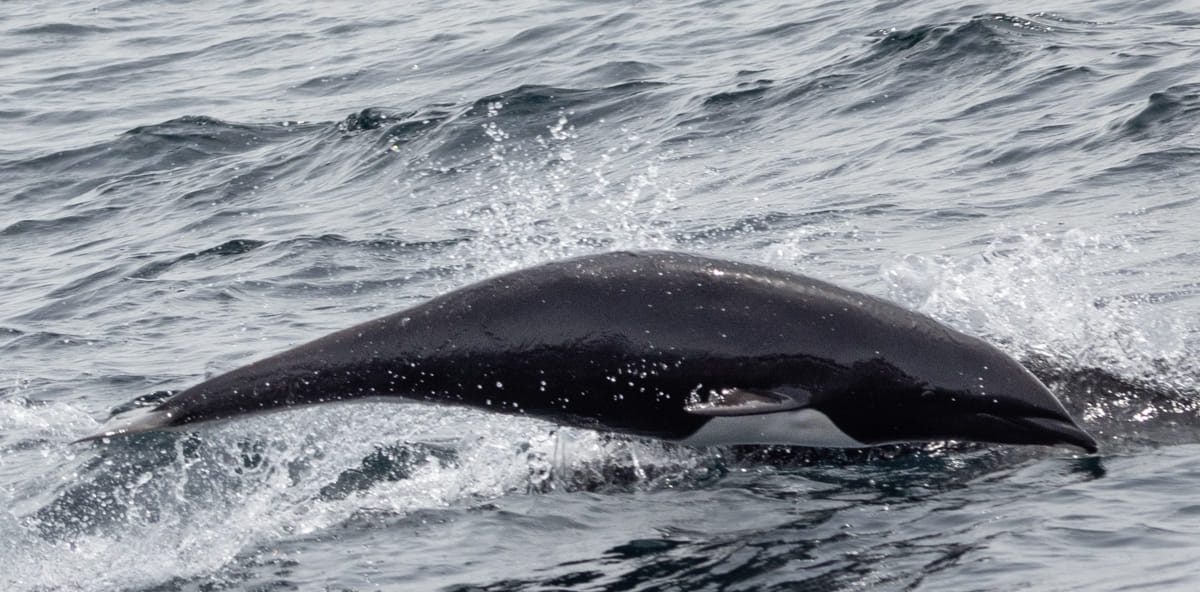 Northern Right Whale Dolphin | Monterey Bay Whale Watch