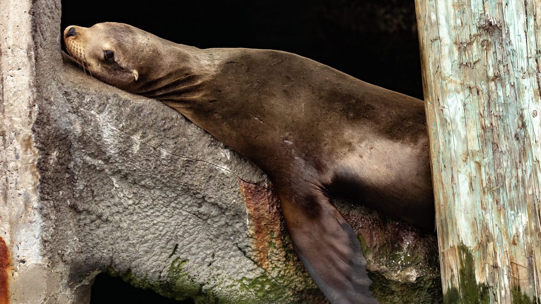 sea lion resting on a pier piling