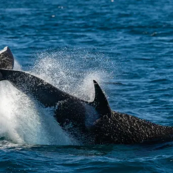 an animal swimming in the water