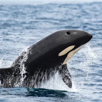 a man riding a wave on a surfboard in the ocean
