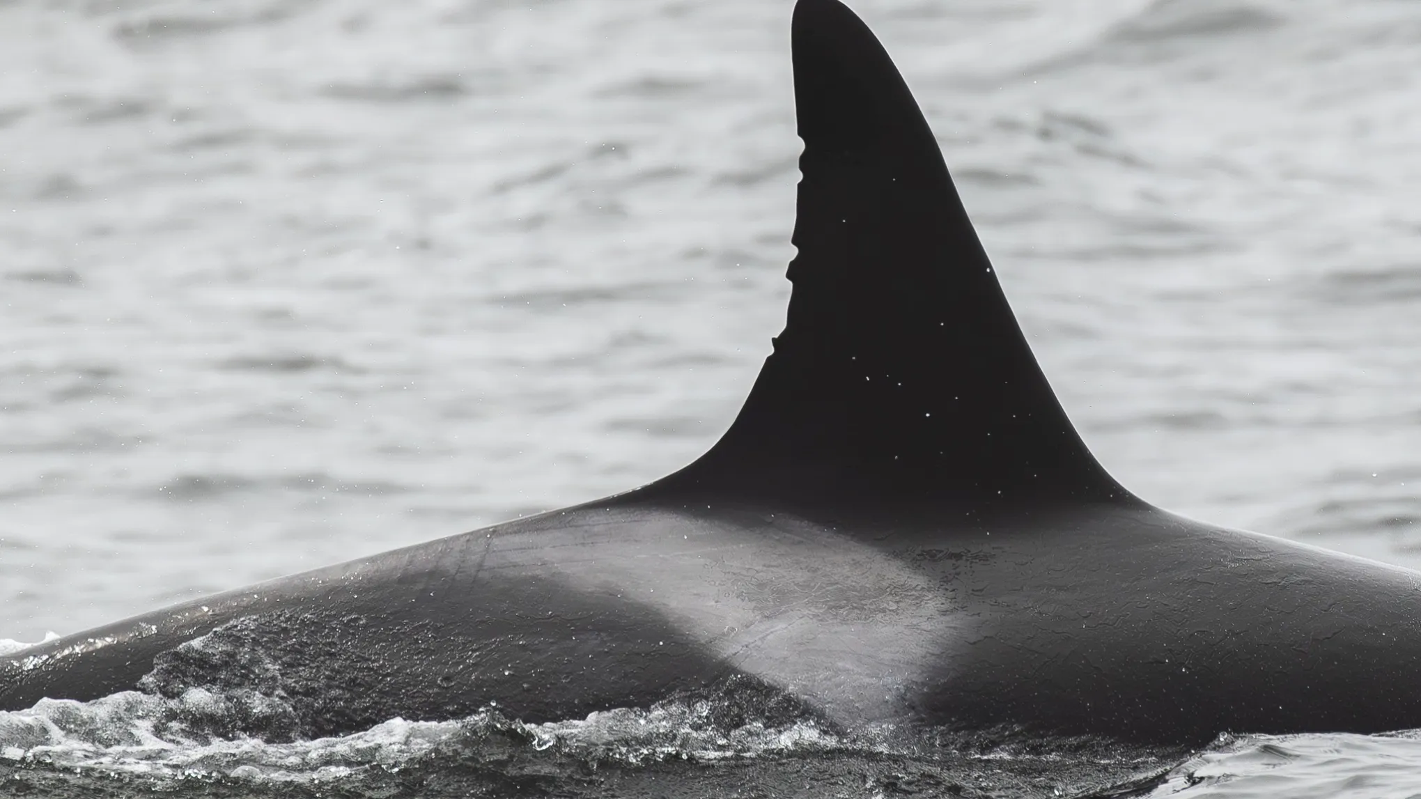 a whale jumping out of the water