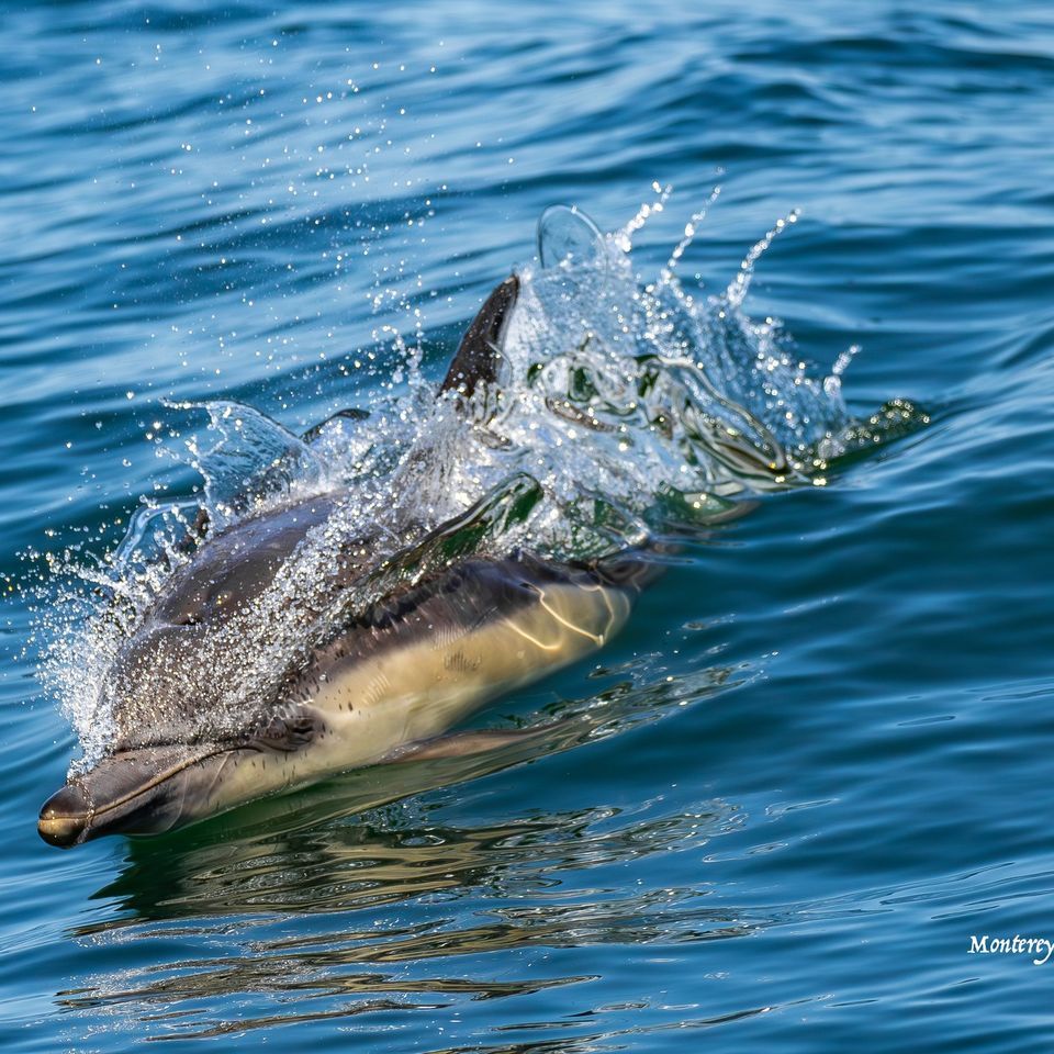 an animal swimming in the water
