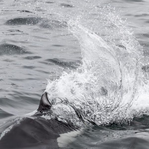 a person riding a wave on top of a body of water