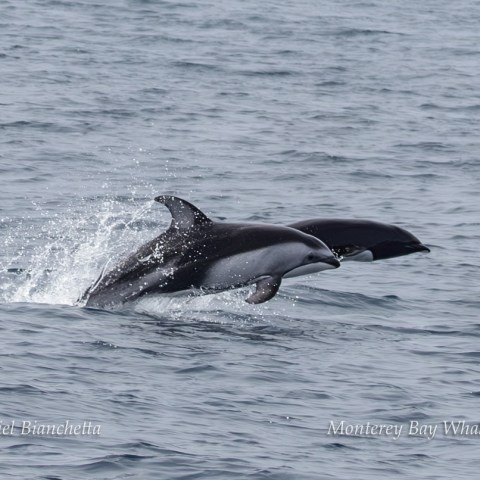 a whale swimming in a body of water