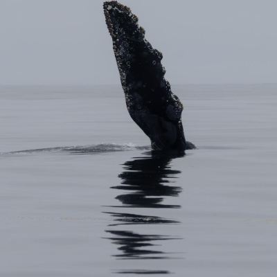 water next to the ocean