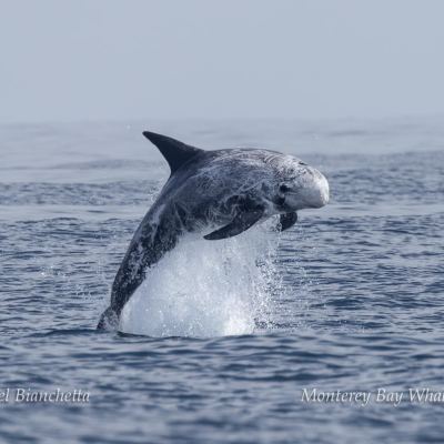 an animal in a body of water