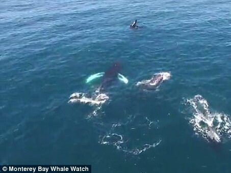 a group of people swimming in a body of water