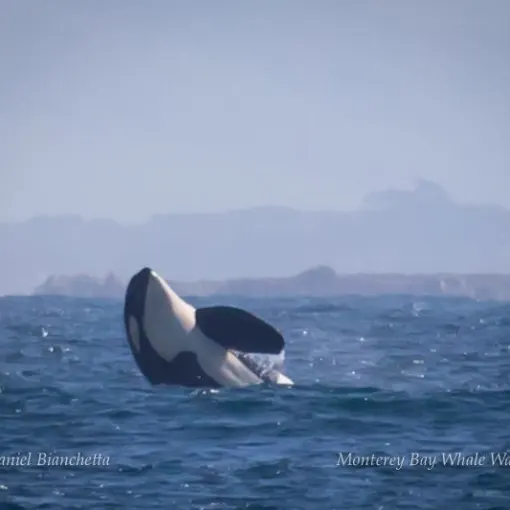 a small animal in a body of water