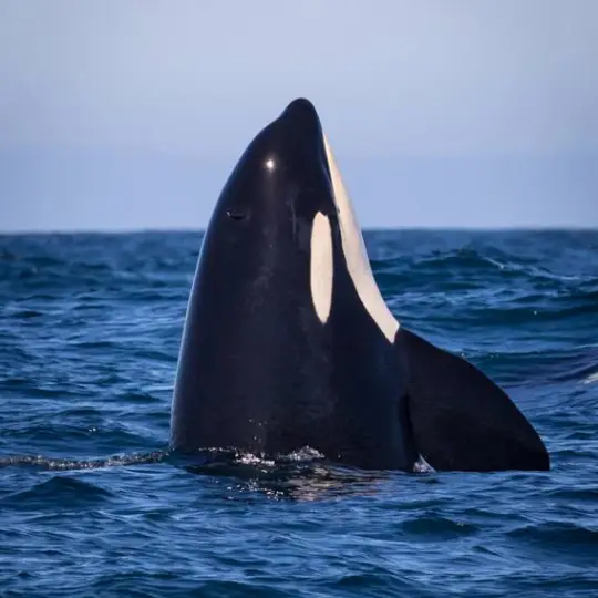 a whale jumping out of the water