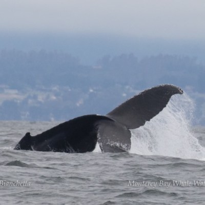 a body of water with a mountain in the background