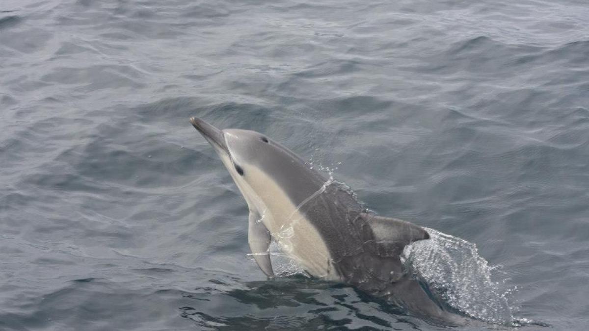 a polar bear swimming in a body of water