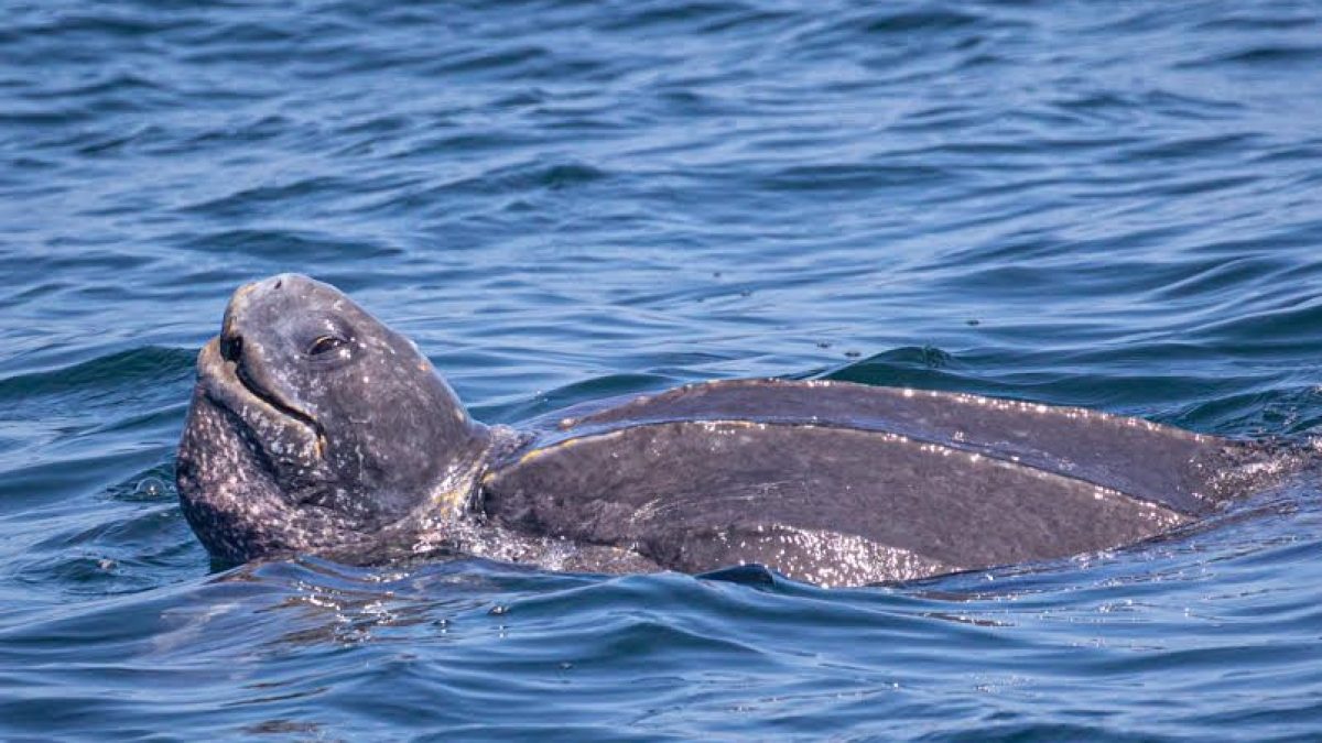 an animal swimming in the water