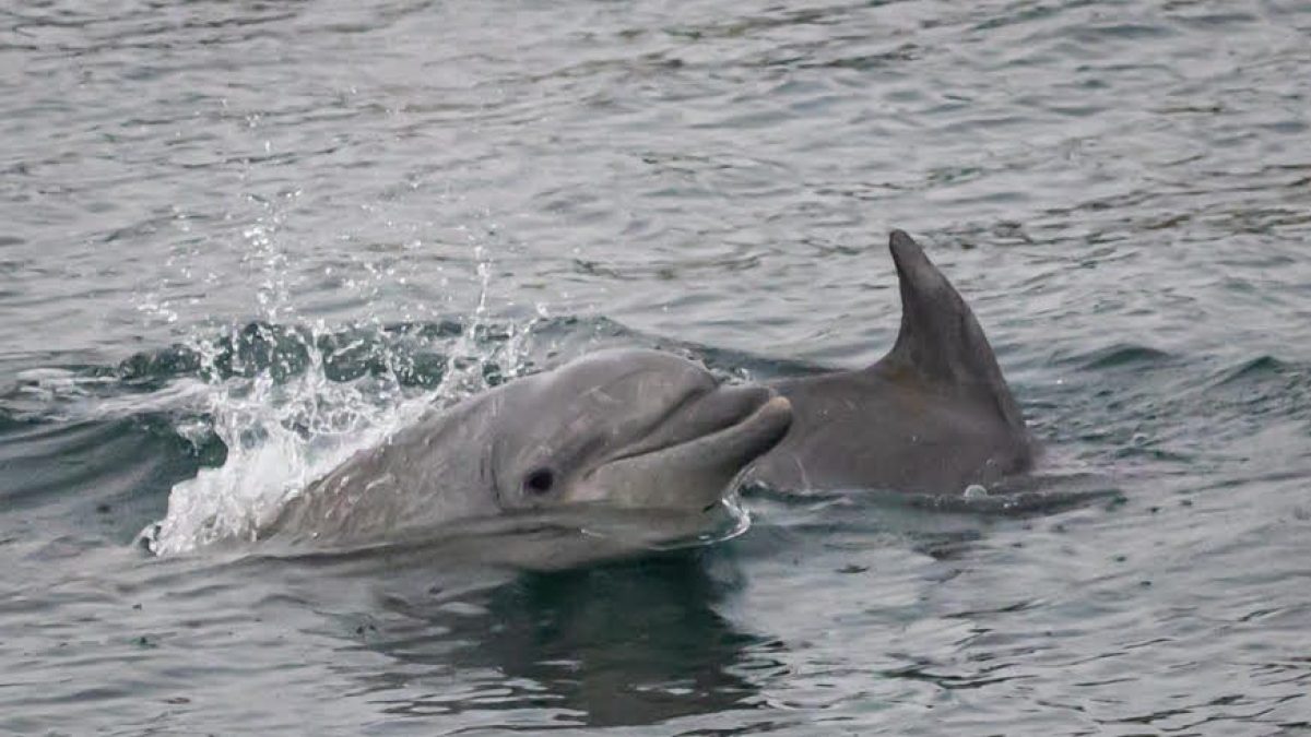a dog swimming in a body of water