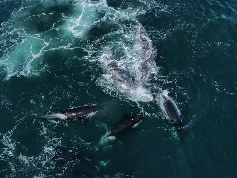 an animal swimming in the water