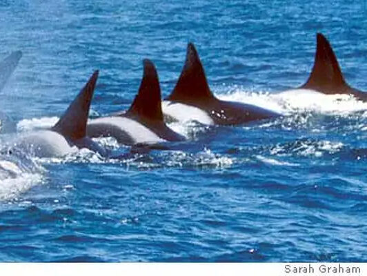 a dolphin jumping out of the water