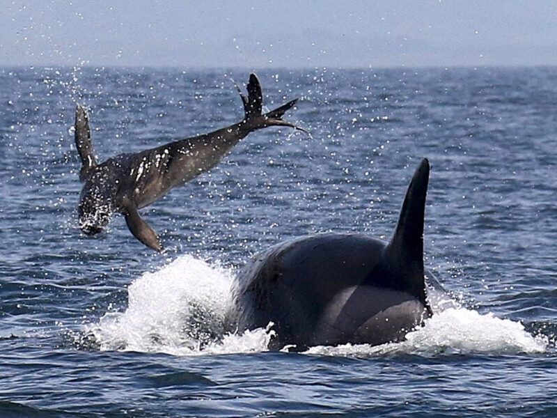 a bird flying over a body of water