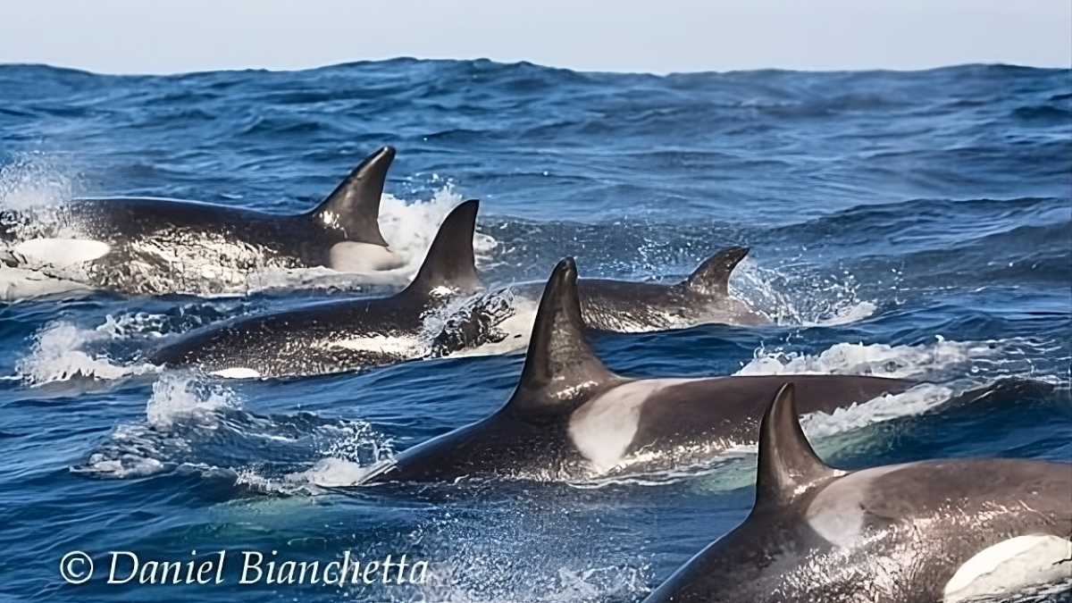 a dolphin jumping out of the water