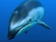 a fish swimming under water