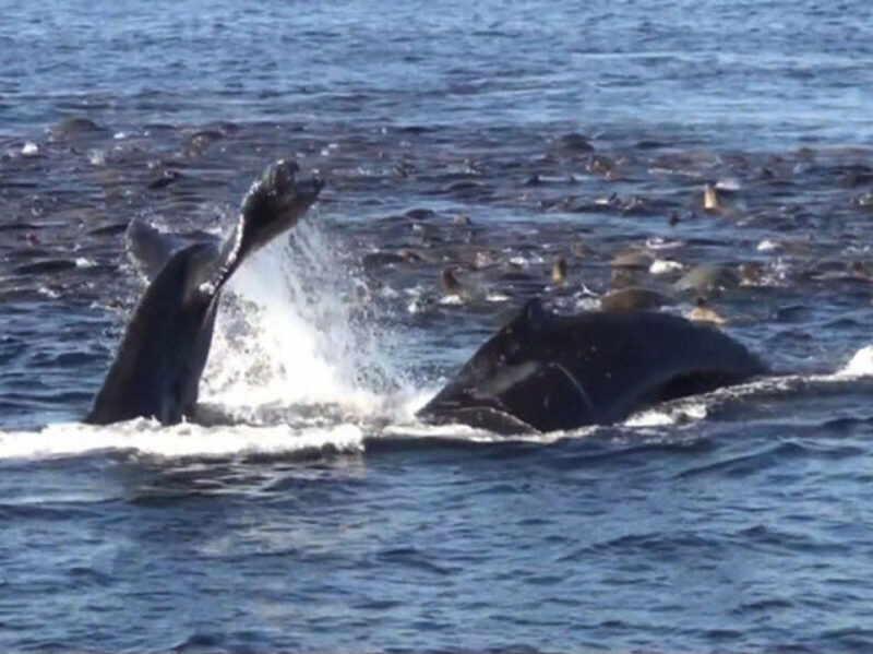 a whale swimming under water