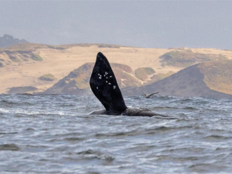 a body of water with a mountain in the background